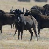 Black Wildebeest - Duinefontein Game Farm - Gansbaai